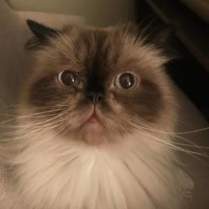 Meet your Posher, Kylee